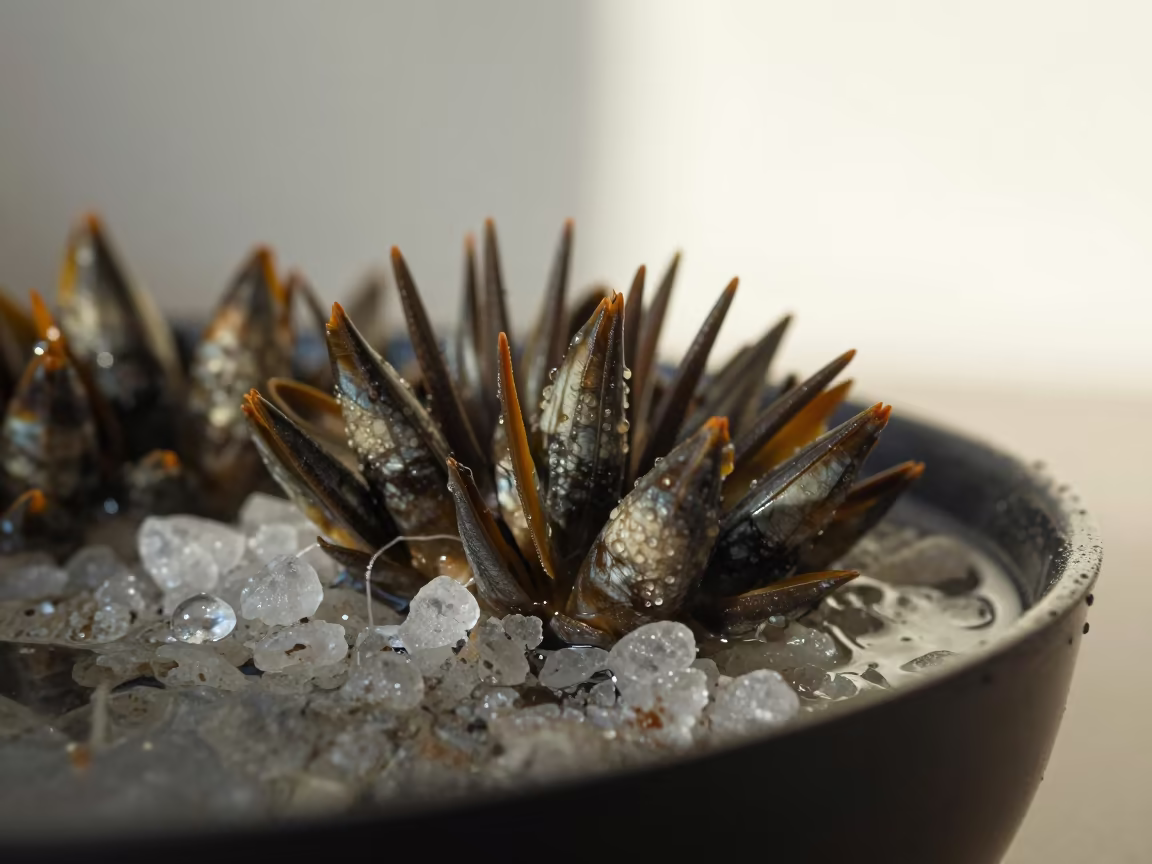 Barnacle Cirri Feeding Salt Crystals Dawn in on salt crystals along a pan rim in Nawa