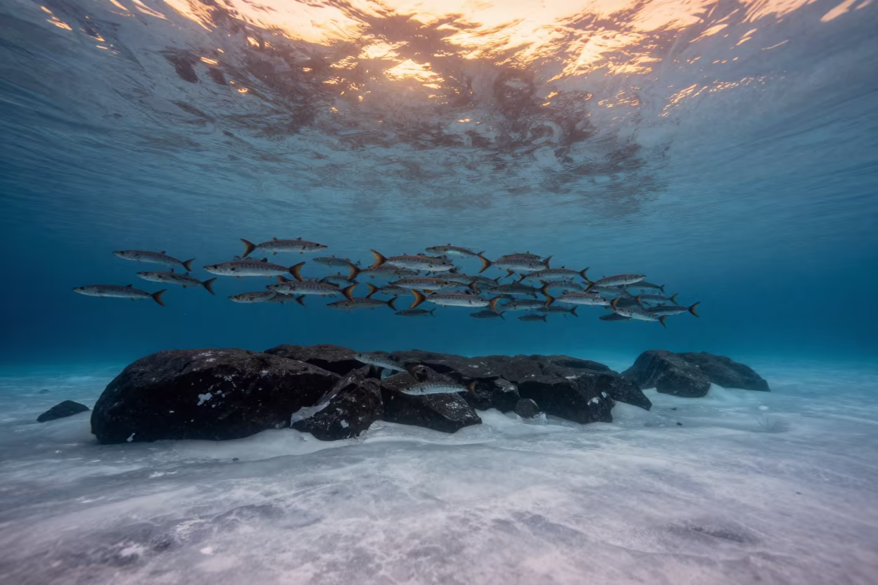 Barracuda School in Winter Ice Alaska in above a rock shelf sealed under winter ice in Alaska