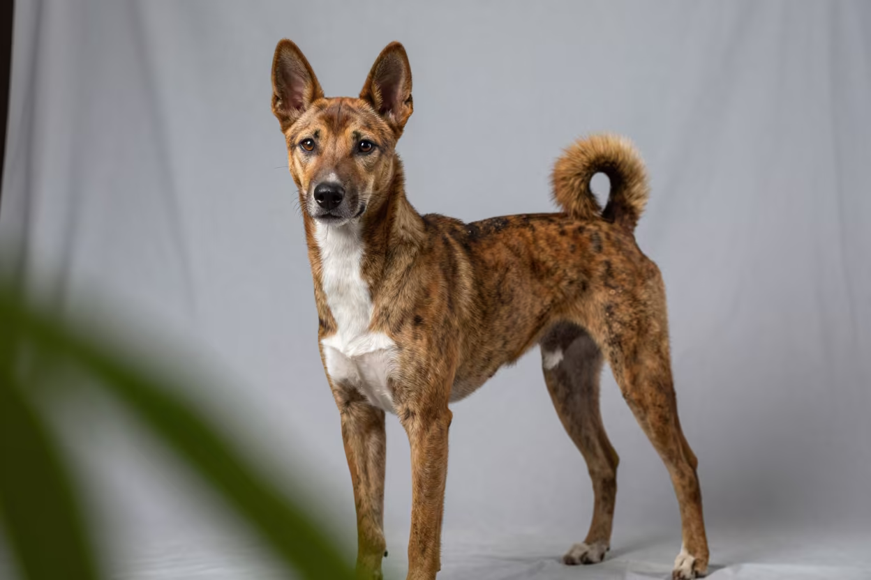 Basenji Portrait in Campeche Studio Light in in a quiet portrait studio with a plain backdrop and eye-level framing in Campeche