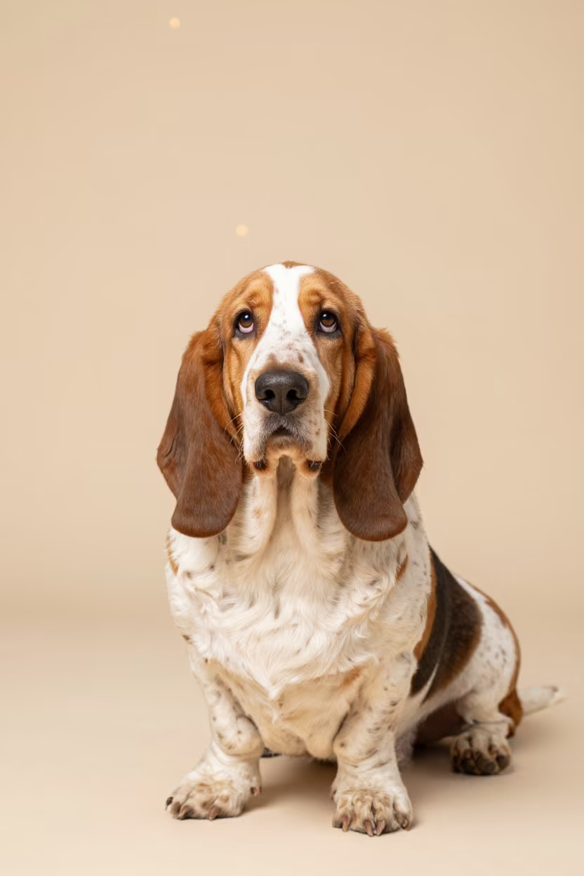 Basset Fauve de Bretagne Portrait in Warm Studio Light in in a quiet portrait studio with a plain backdrop and eye-level framing in Tawau