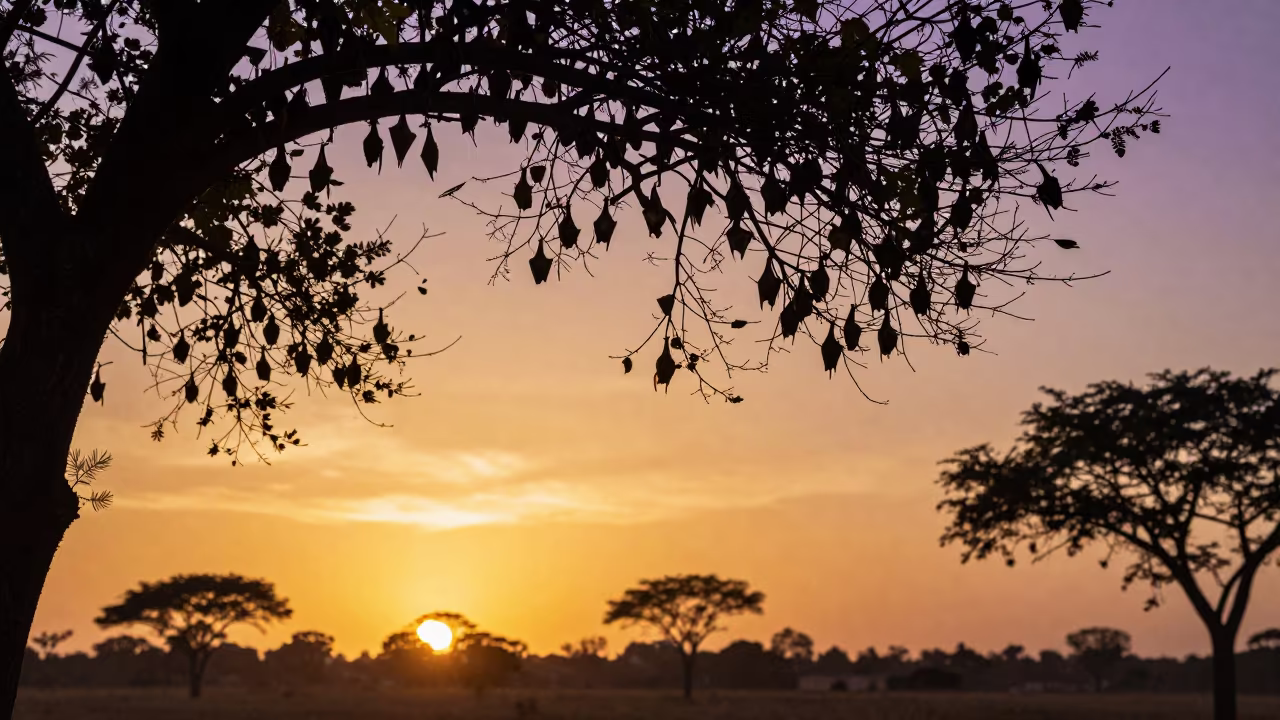 Bat Colony Emerging at Kadoma Sunset in near Kadoma