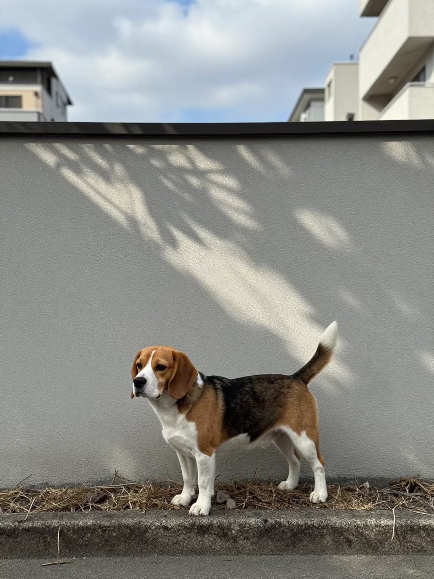 Beagle Portrait Beside Tokyo Courtyard Wall in beside a plain courtyard wall in clear daylight with the animal at eye level in Tokyo