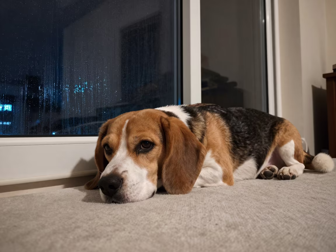 Beagle Resting on Bedspread Near Window in Kanpur Night in on a bedspread near a bright window with calm indoor light in Kanpur