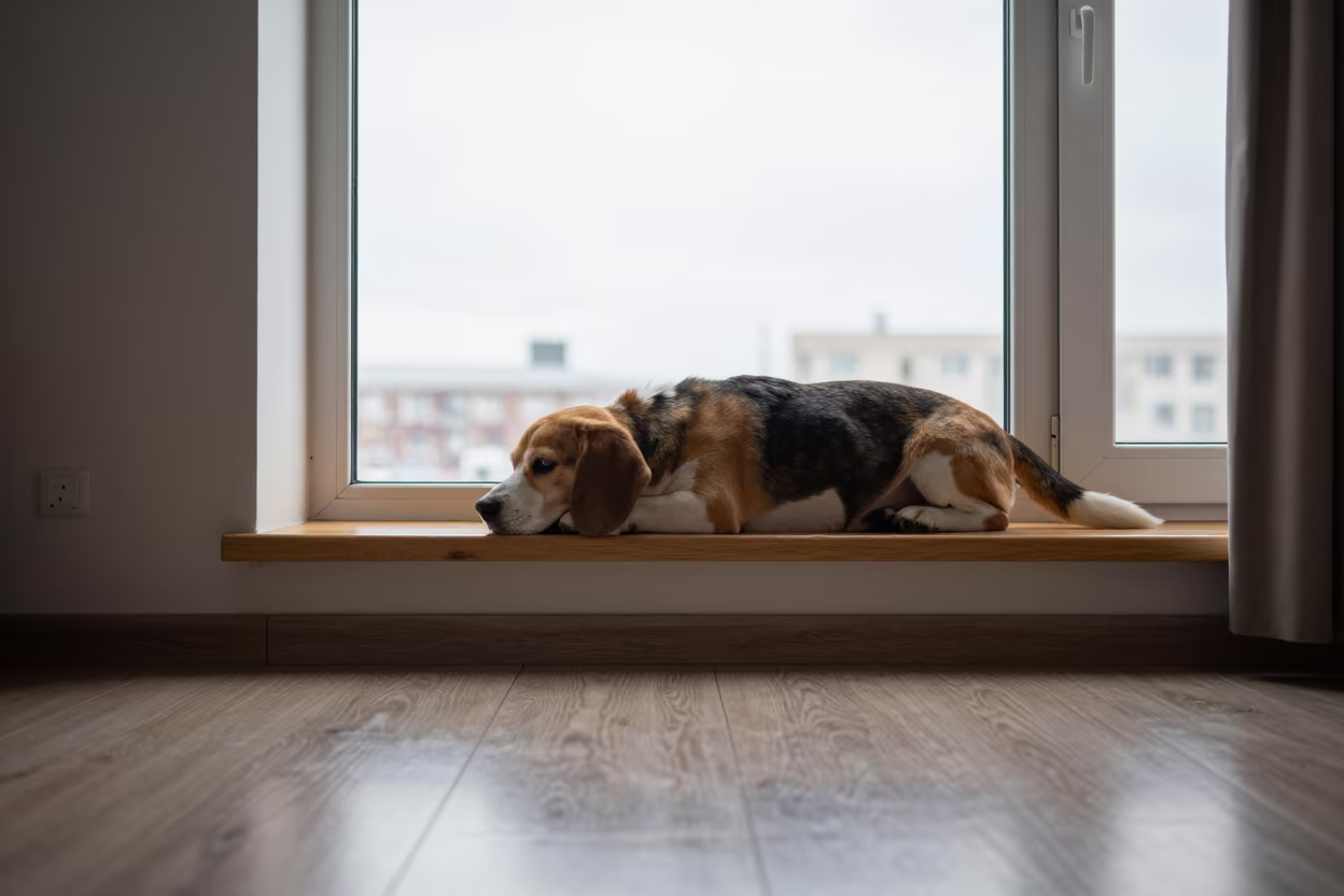 Beagle Resting on Window Seat in Hohhot Apartment in on a window seat in a quiet apartment with soft side light in Hohhot