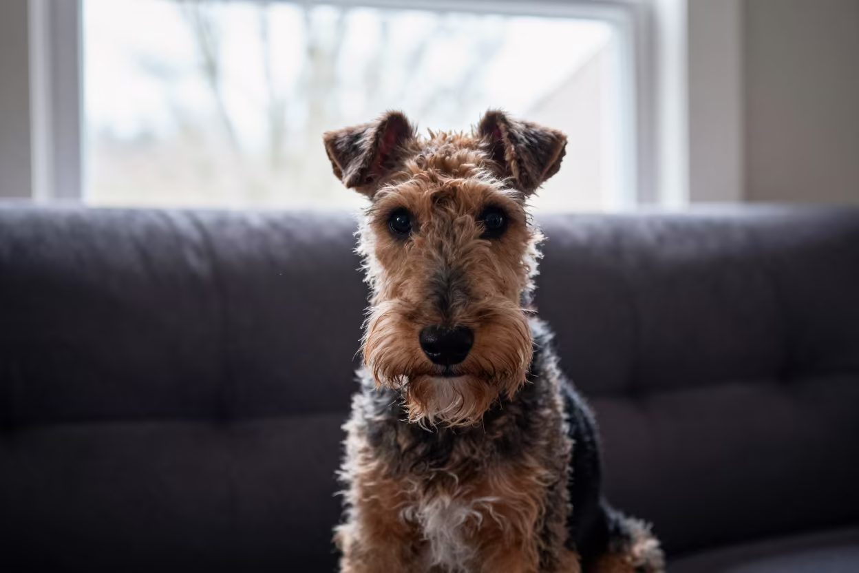 Bedlington Terrier Portrait Near Window at Dawn in on a sofa near a curtained window with calm indoor light in Yangshuo