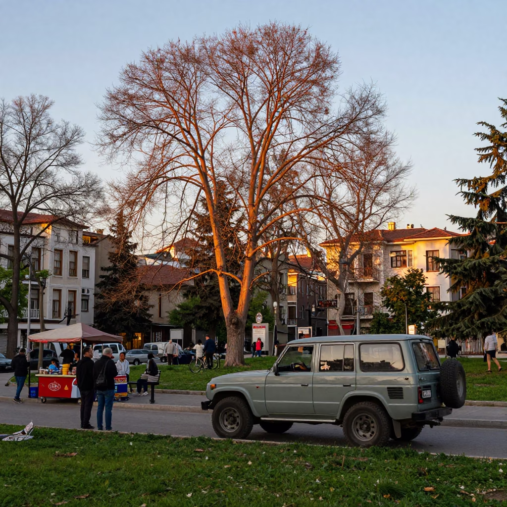 Beech Parkland in Istanbul at The Early Evening Light in in Istanbul, Turkey