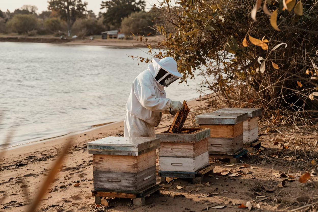 Beekeeper Inspecting Hives by Ndola Beach in along a beach near Ndola