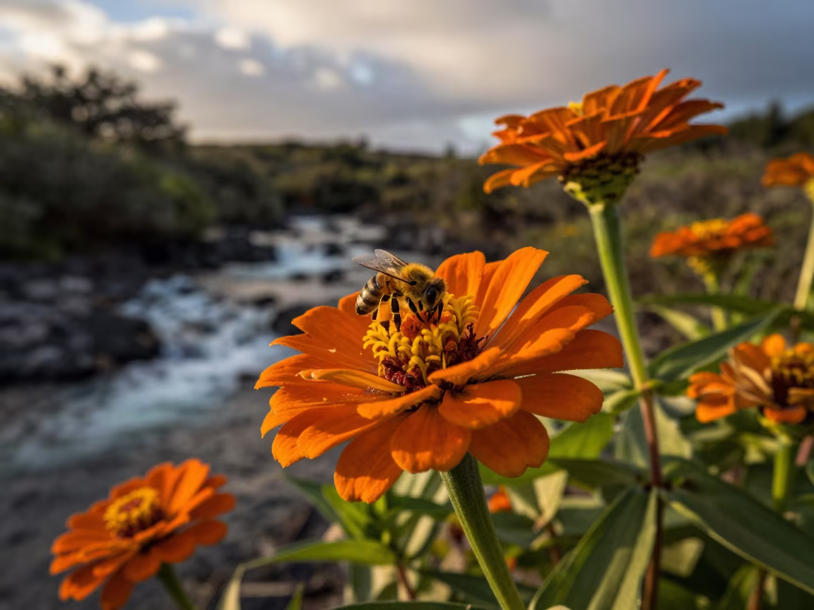 Bees on Zinnias in Hawaii Golden Hour in above a glacial stream in Hawaii