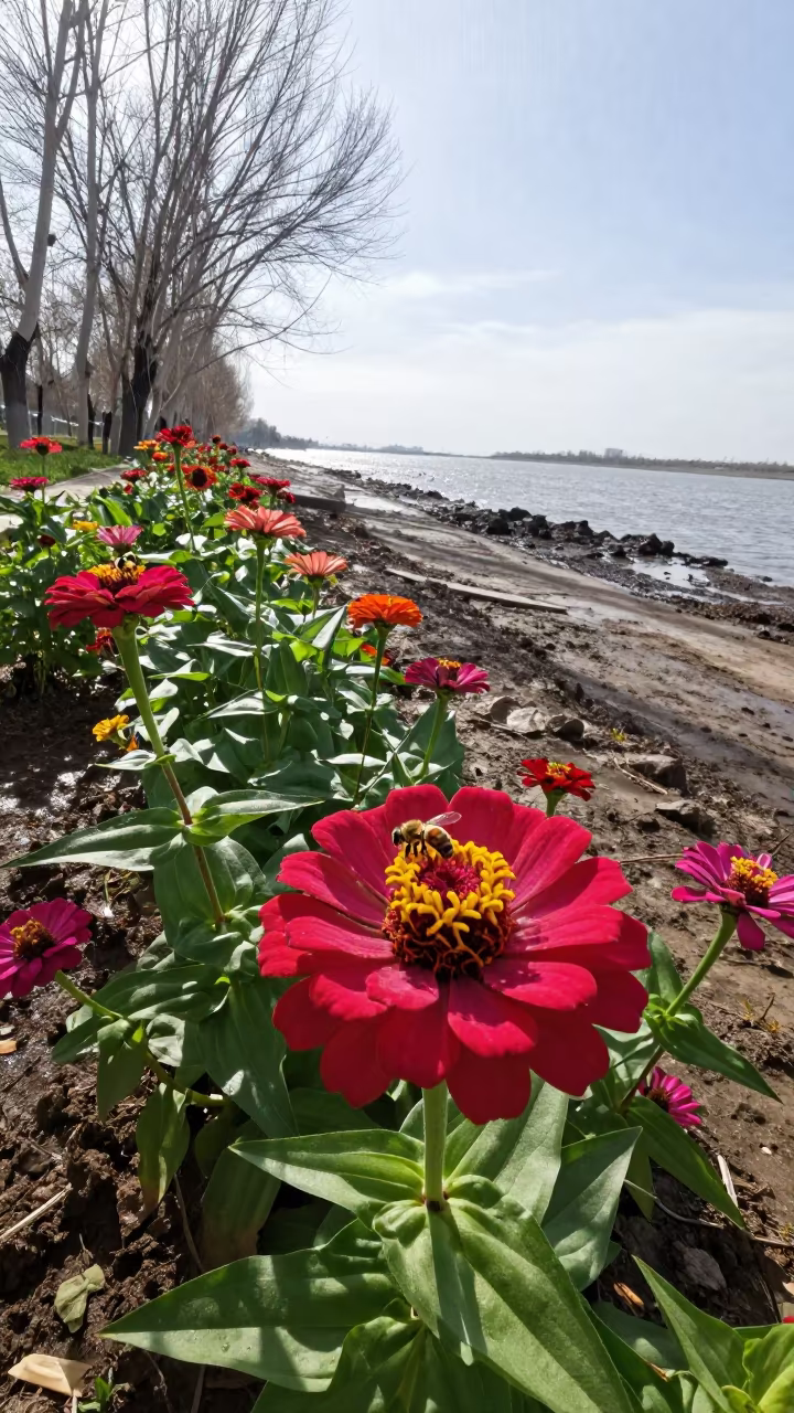 Bees on Zinnia Garden Tidal Inlet Gansu in beside a tidal inlet in Gansu