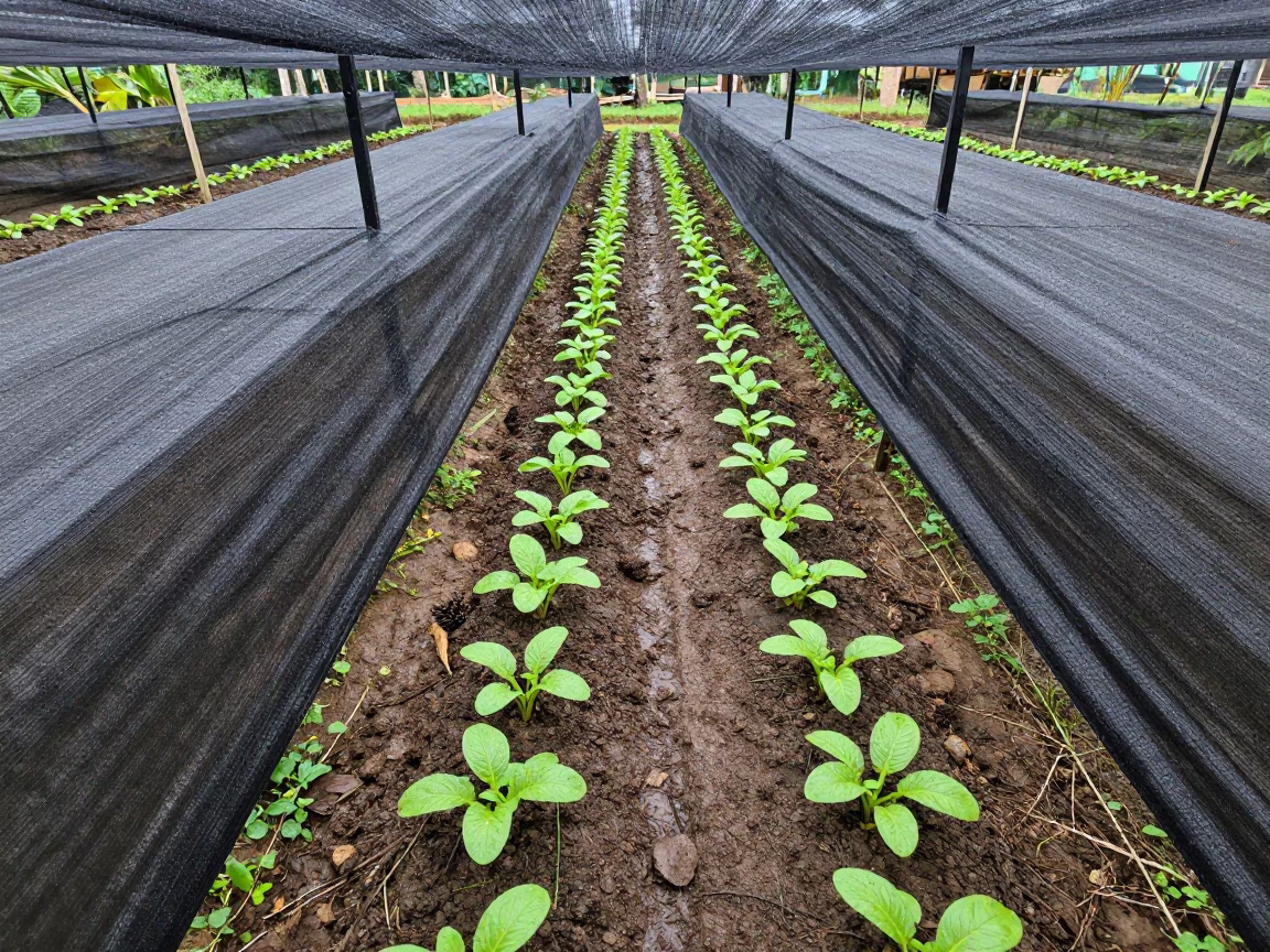 Beet Seedlings Under Bird Net in Monsoon in between vineyard trellises in Ichalkaranji