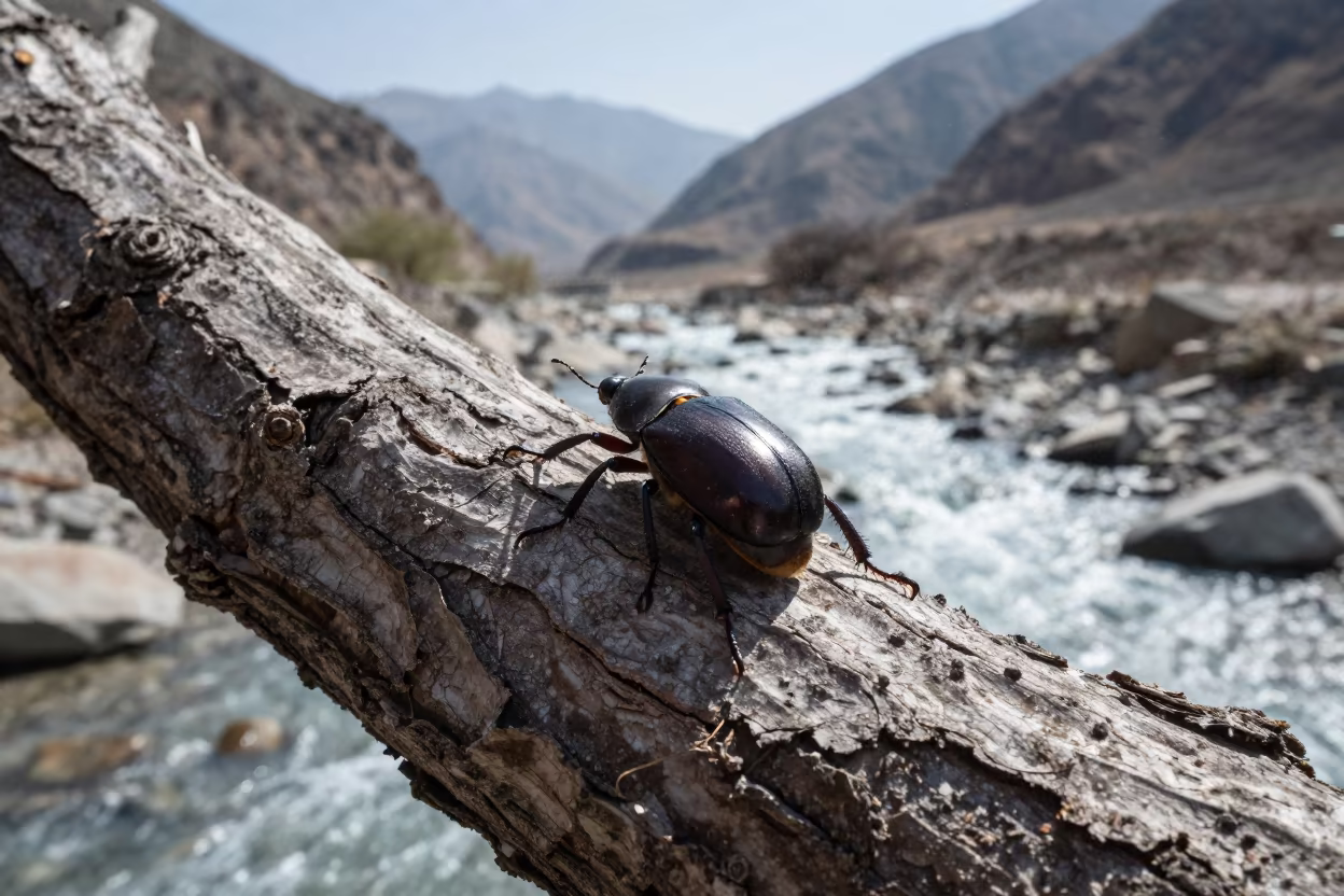 Beetle on Bark Above Glacial Stream in above a glacial stream in Rajasthan