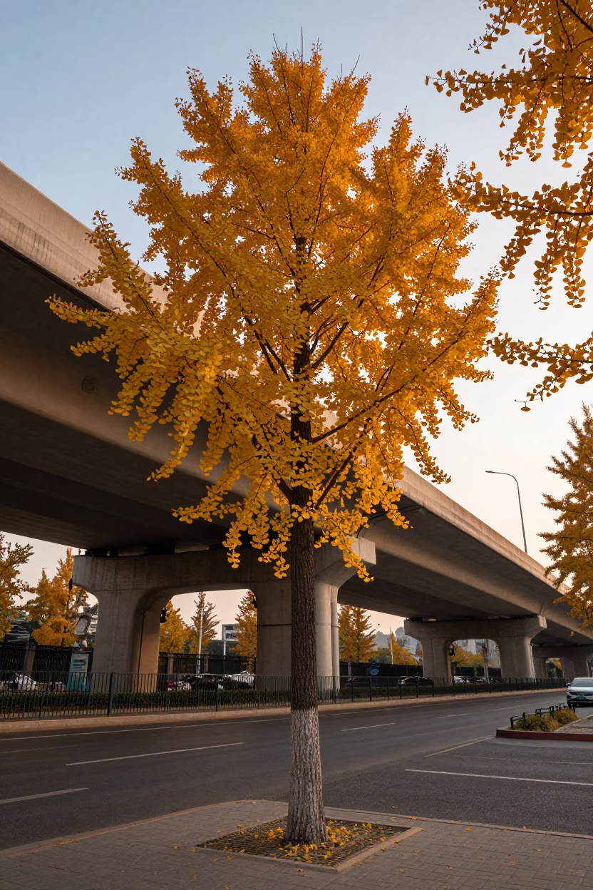 Beijing Evening Ginkgo Tree Golden Foliage Overpass Interchange Ramp Honeyed Light in in Beijing, China
