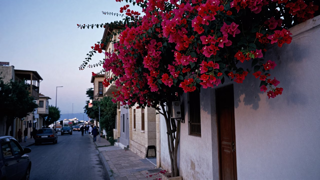Beirut Lebanon Nautical Dawn Street Scene with Bougainvillea and Vintage Car Rally in in Beirut, Lebanon