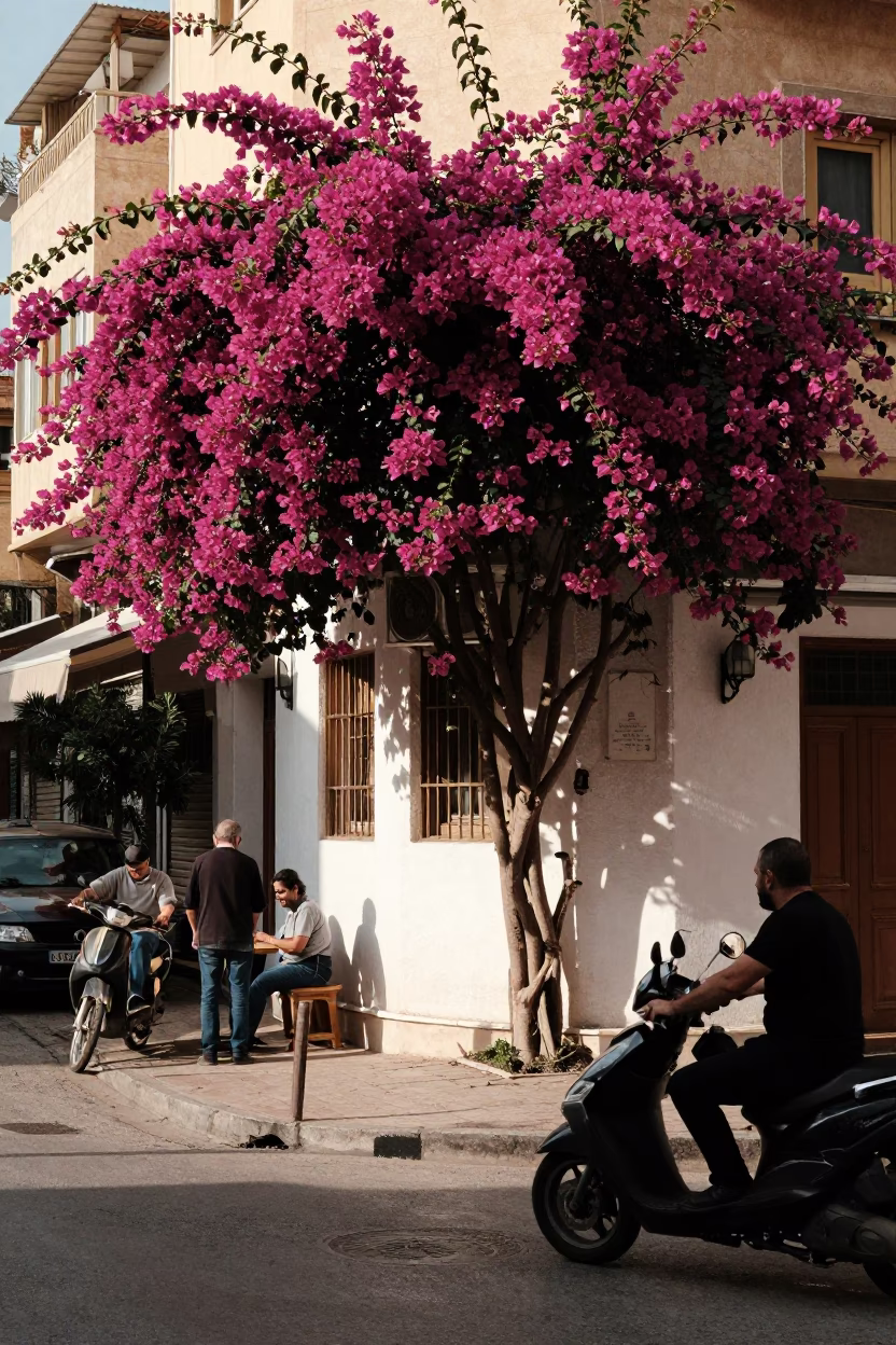 Beirut Lebanon Street Scene with Bougainvillea and Daily Life in Early Afternoon in in Beirut, Lebanon