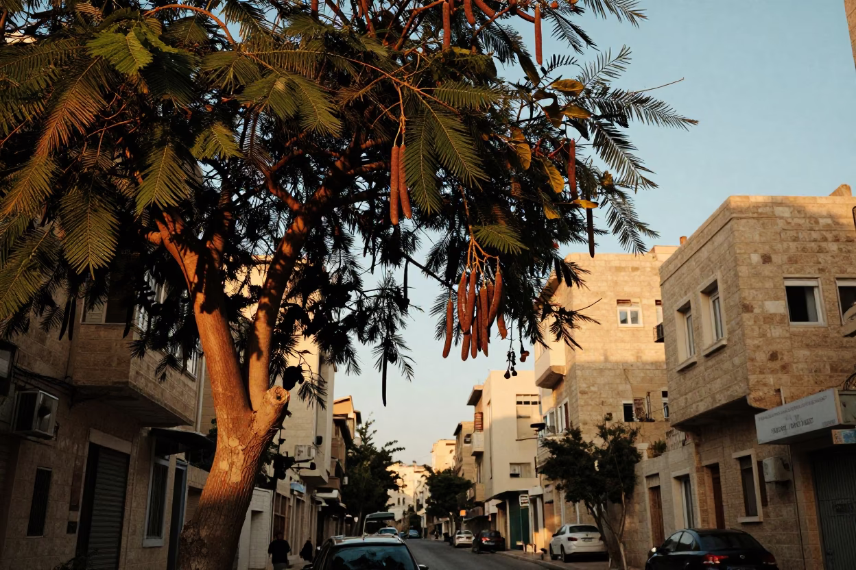 Beirut Nautical Dawn Street Scene with Tamarind Tree and Local Morning Routine in in Beirut, Lebanon