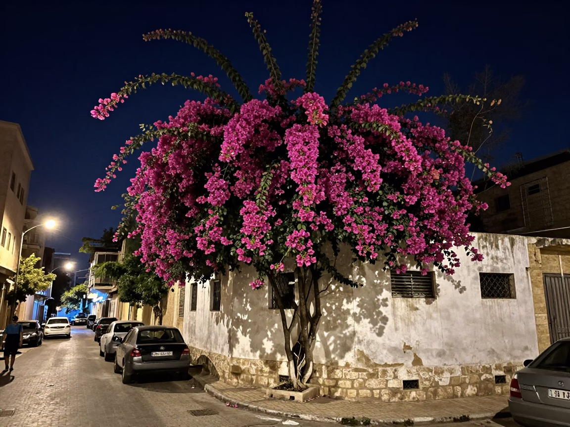 Beirut Night Street Scene with Bougainvillea Cascade and Jam Jar on White Wall in in Beirut, Lebanon