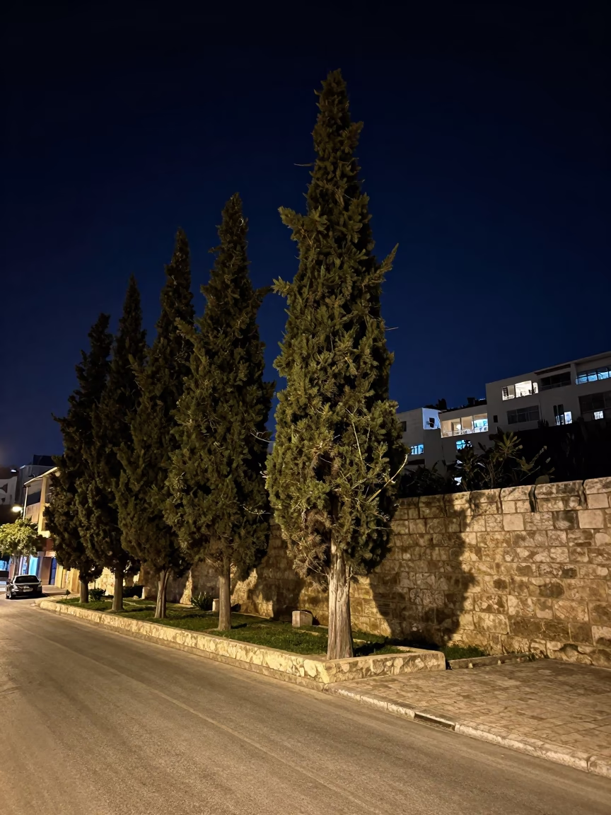 Beirut Night Street Scene with Cypress Trees and Stone Wall Under Deep Night Sky in in Beirut, Lebanon
