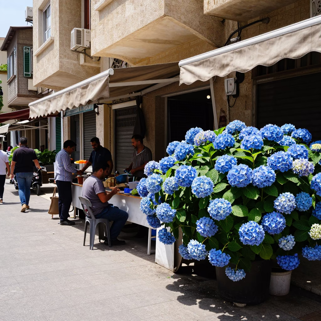 Beirut Noon Street Scene with Blue Hydrangeas and Local Vendor in in Beirut, Lebanon