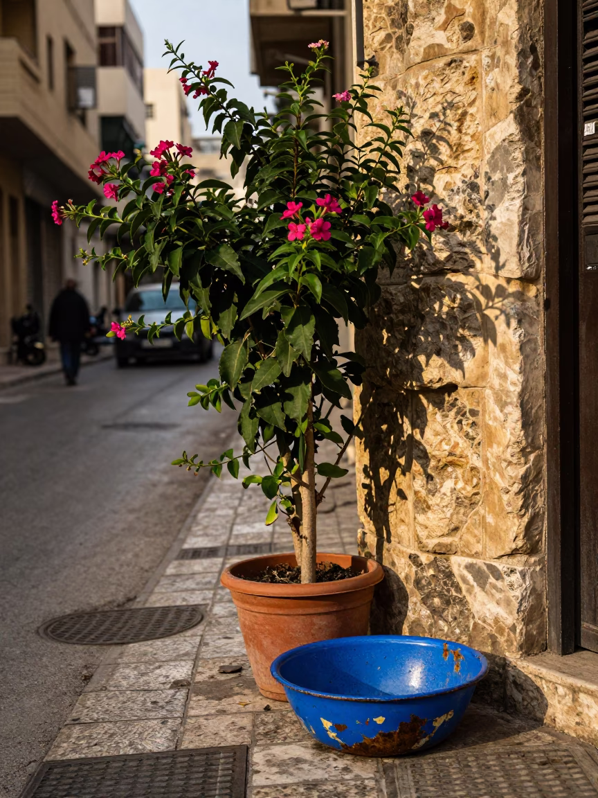 Beirut street corner with flowering plant and chipped blue enamel bowl in in Beirut, Lebanon