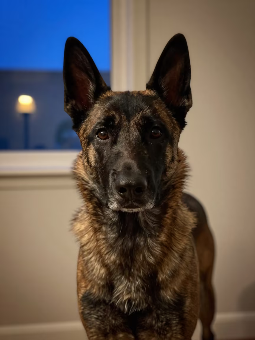 Belgian Tervuren Portrait in Riyadh Studio in in a quiet portrait studio with a plain backdrop and eye-level framing near Riyadh