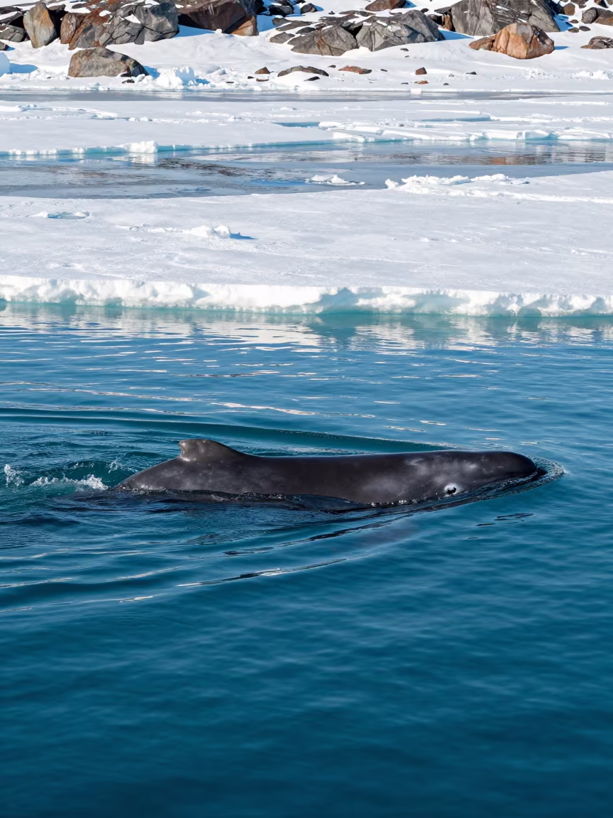 Beluga Whales in Turquoise Arctic Shallows in above a rock shelf sealed under winter ice in Sweden