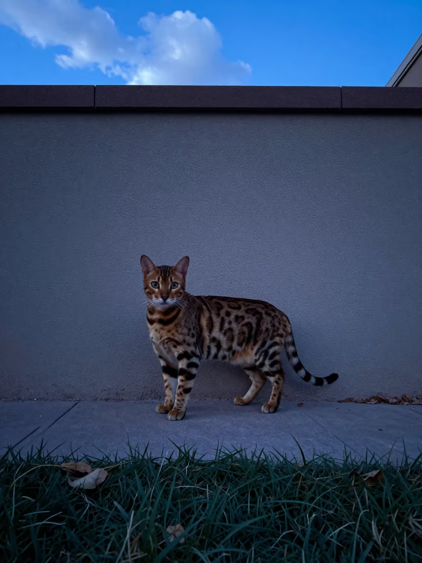 Bengal Cat Beside Courtyard Wall in Winter Blue Hour in beside a plain courtyard wall in clear daylight with the animal at eye level near Phoenix