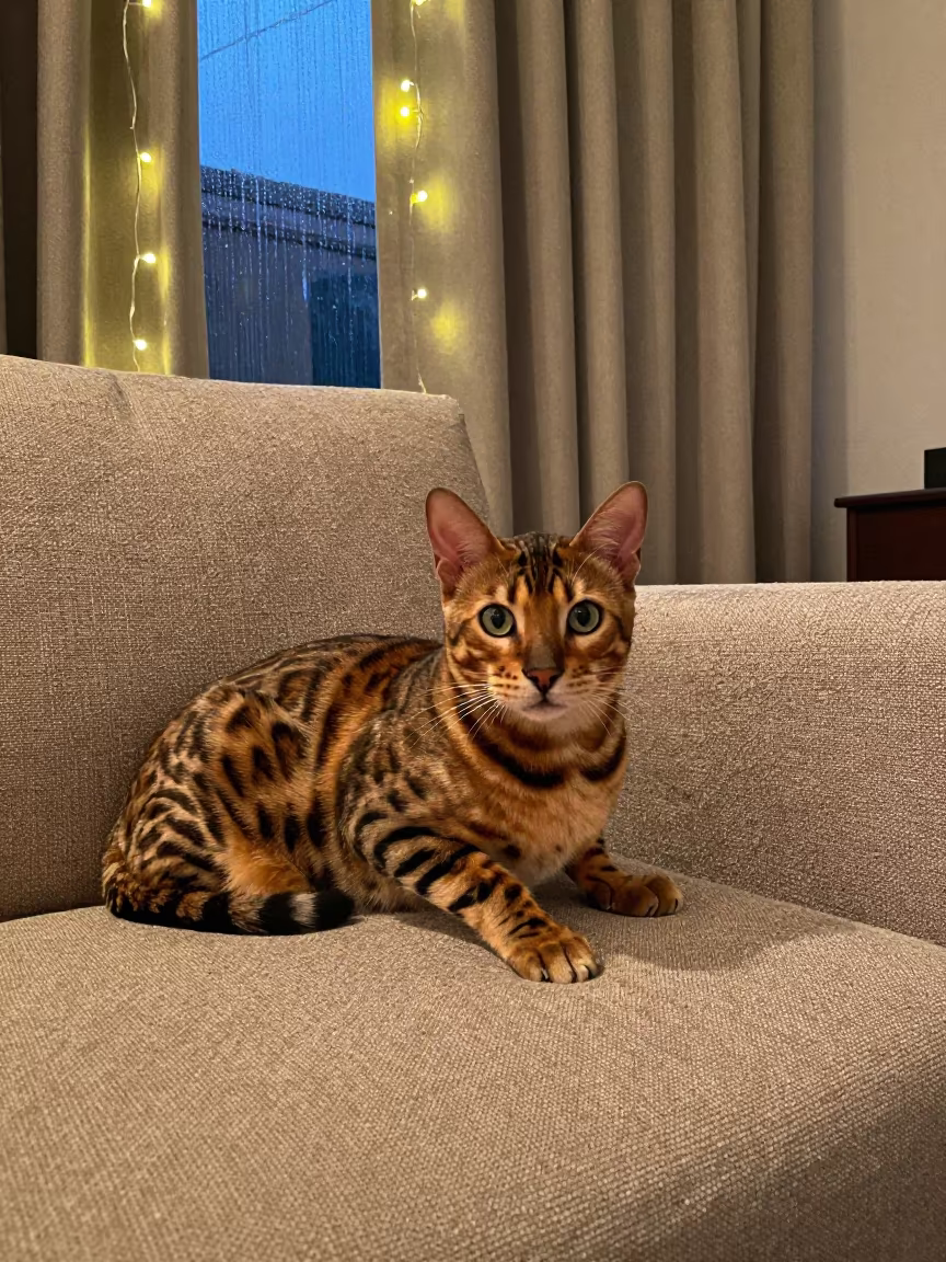 Bengal Cat Portrait on Sofa Near Window in on a sofa near a curtained window with calm indoor light near Port-au-Prince