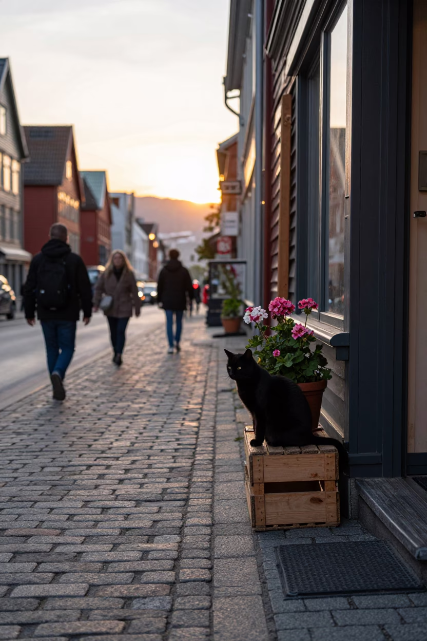 Bergen Norway Street Scene with Black Cat and Potted Geraniums at Sunset in in Bergen, Norway