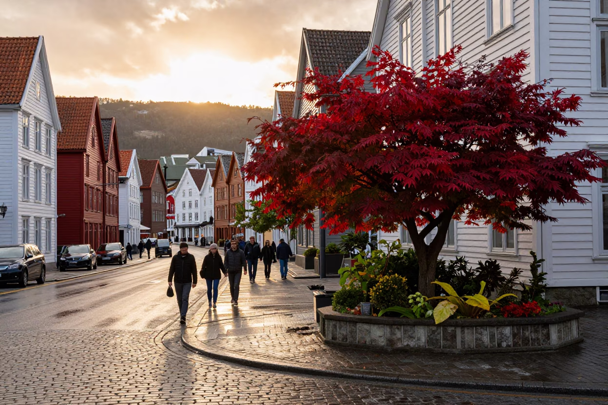 Bergen Norway Sunset Street Scene with Japanese Maple and Garden Hose in in Bergen, Norway