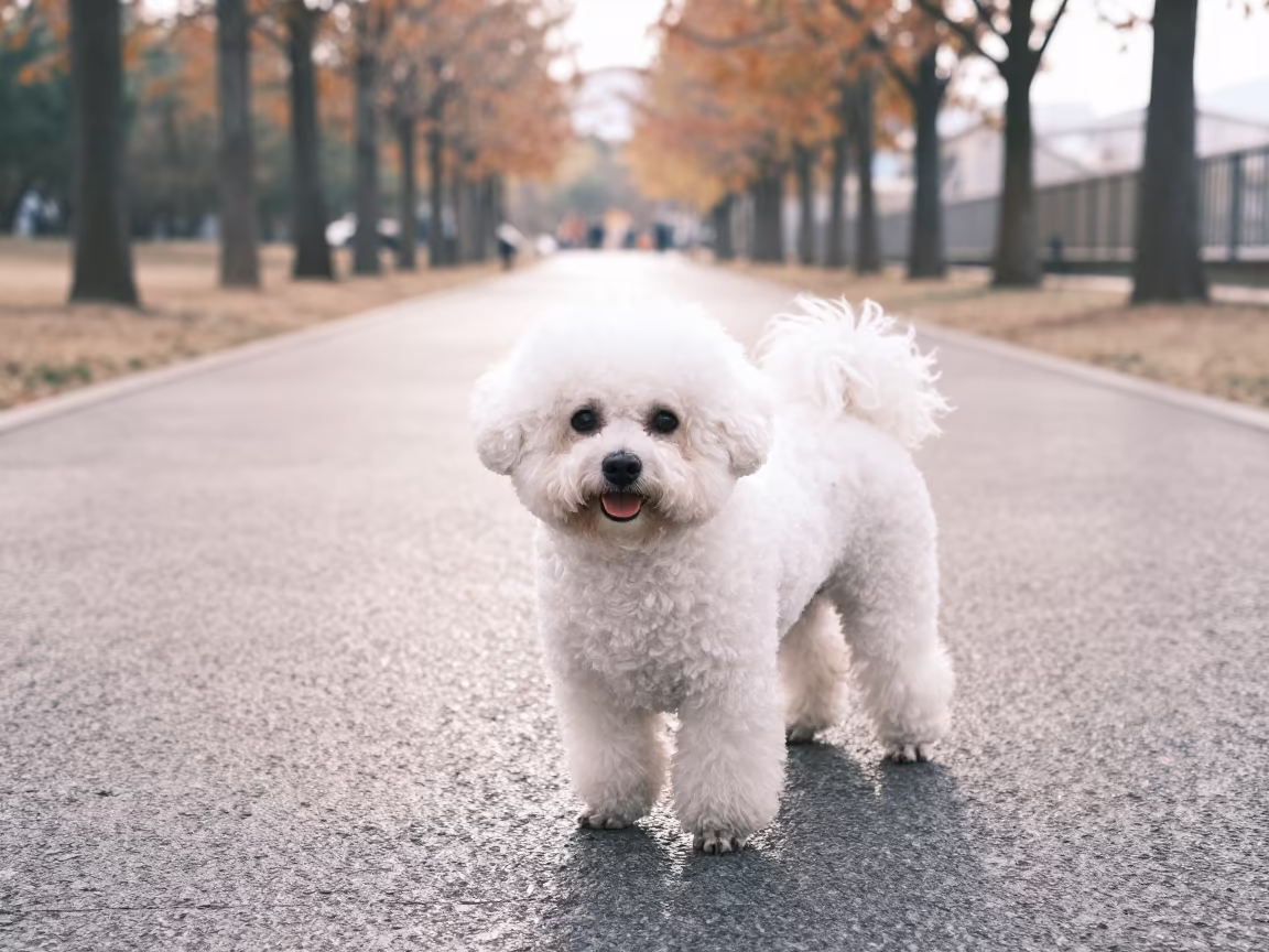 Bichon Frise on Quiet Park Path in Ulsan in along a quiet park path with soft open shade and a clean background in Ulsan