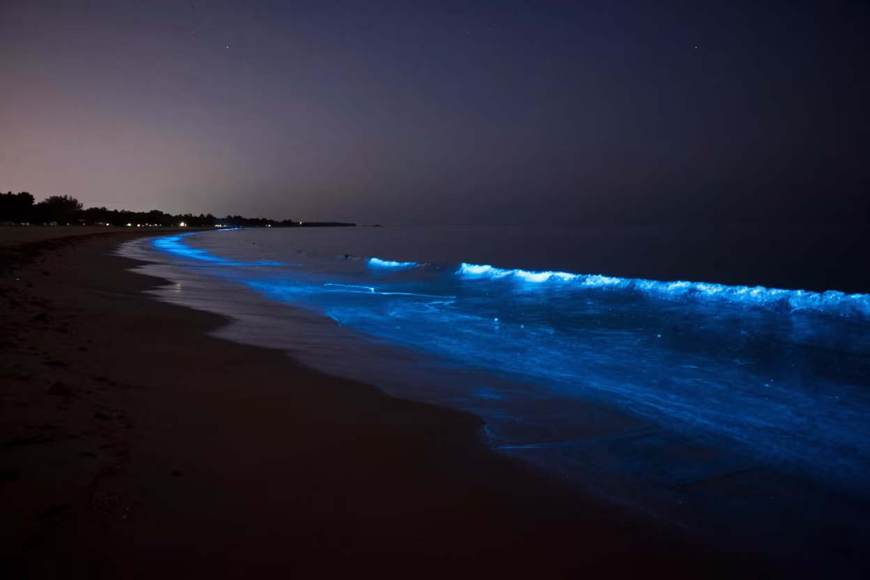 Bioluminescent Bay Glow at Dark Portuguese Shore in along a dark shoreline with tidal glow in Portugal