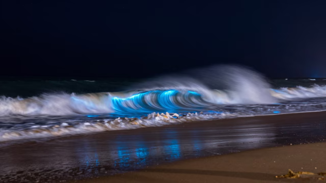 Bioluminescent Plankton Glowing Wave Night Ceará in in Ceará
