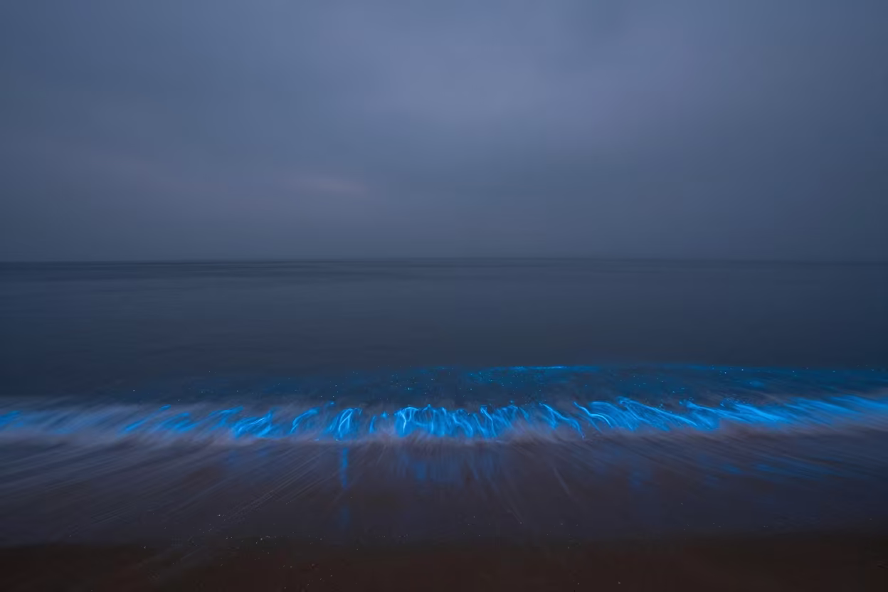 Bioluminescent Shoreline Blue Monsoon Evening in near Vijayapura