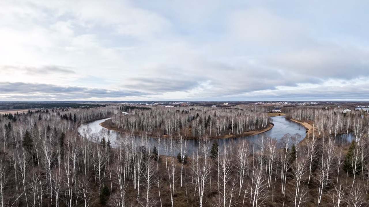 Birch Forest Aerial View Early Autumn Malmo in high above braided river channels near Malmo