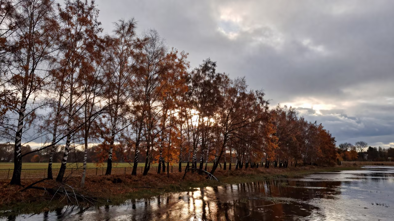 Birch Hillside Flooded Meadow Dusseldorf Autumn in across a floodplain after rain near Dusseldorf