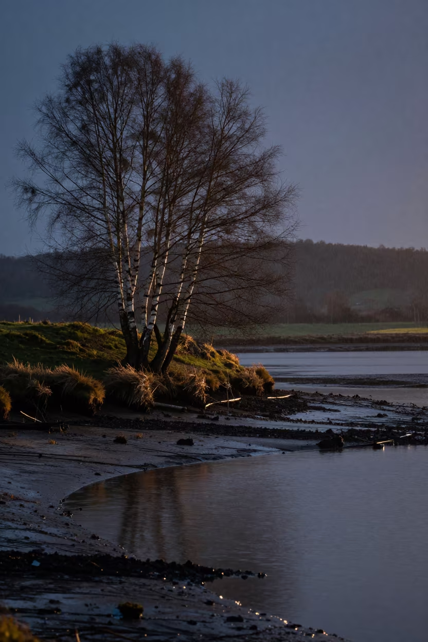 Birch Hillside Tidal Shallows Evening Shadow in from a ridge above layered foothills near Bonn