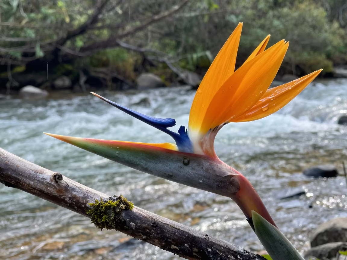 Bird of Paradise Displaying on Branch in above a glacial stream near Graz