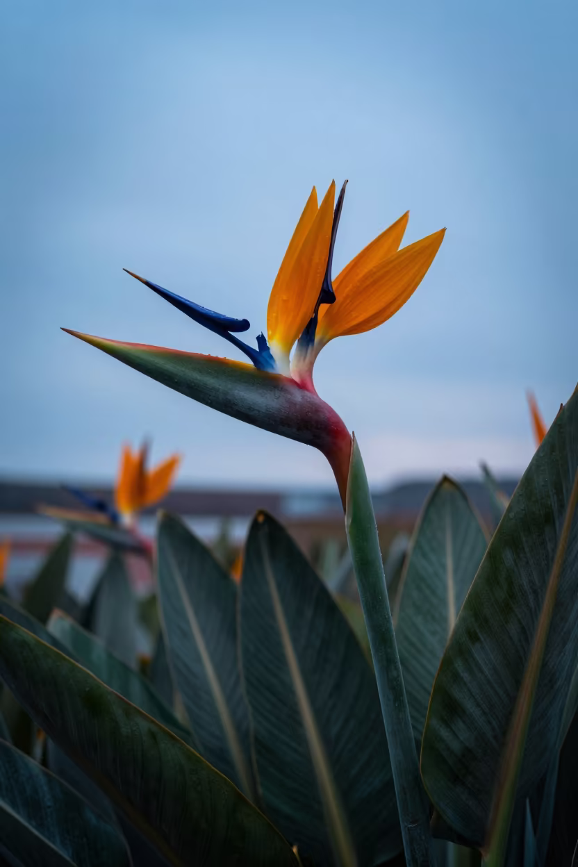 Bird of Paradise Flower Blue Sky Newfoundland Evening in in Newfoundland