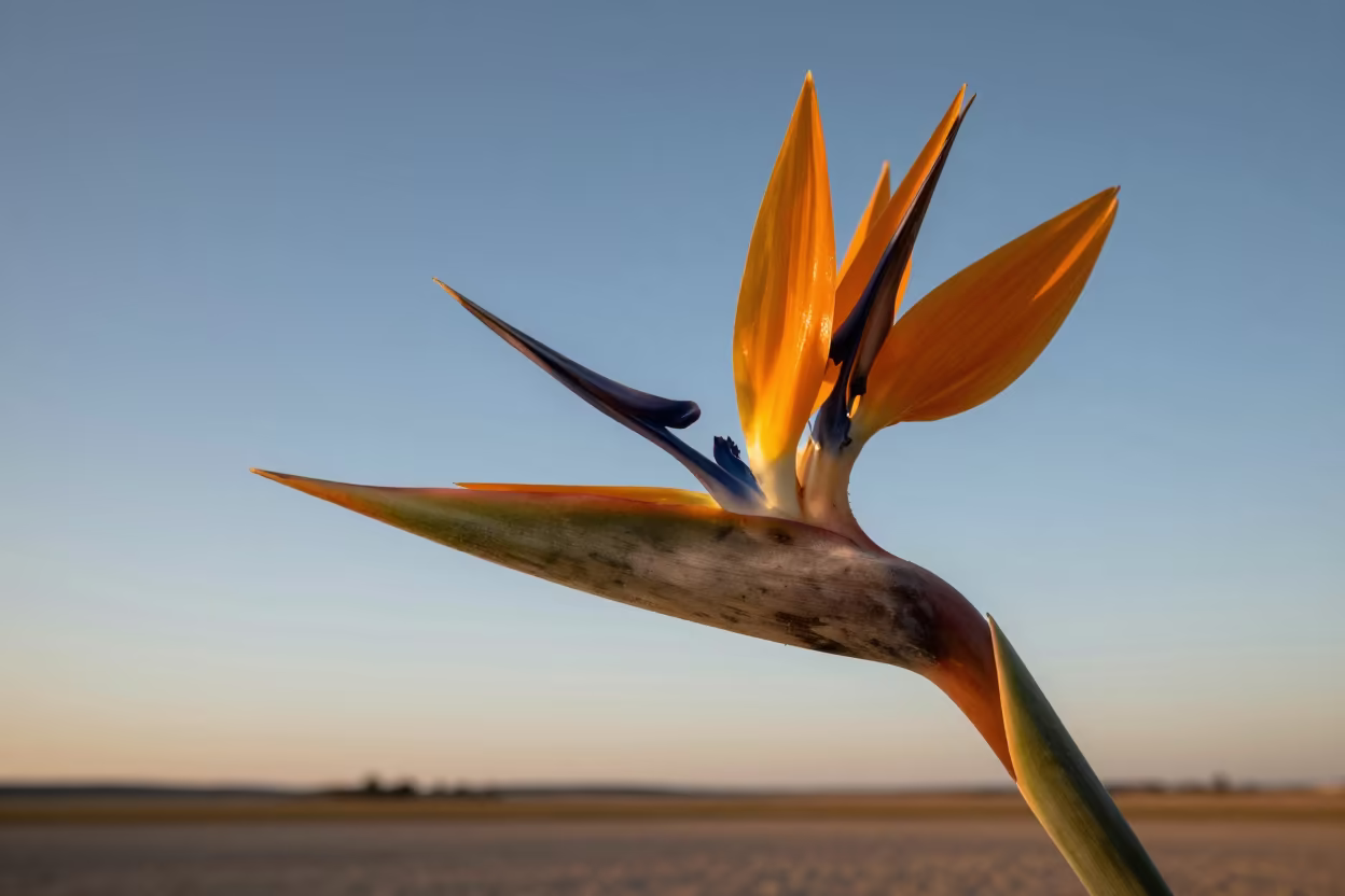 Bird of Paradise Flower Against Blue Sky in in Poland