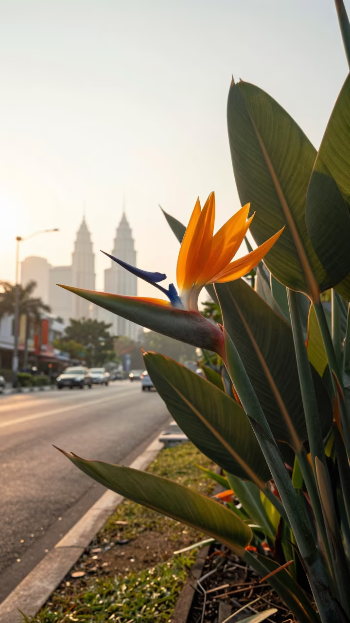 Bird of Paradise Flower at Dawn in Kuala Lumpur in near Chinatown, Kuala Lumpur
