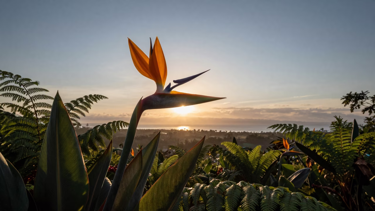 Bird of Paradise Flower at Indonesian Dawn in on a fern-lined forest floor in Indonesia