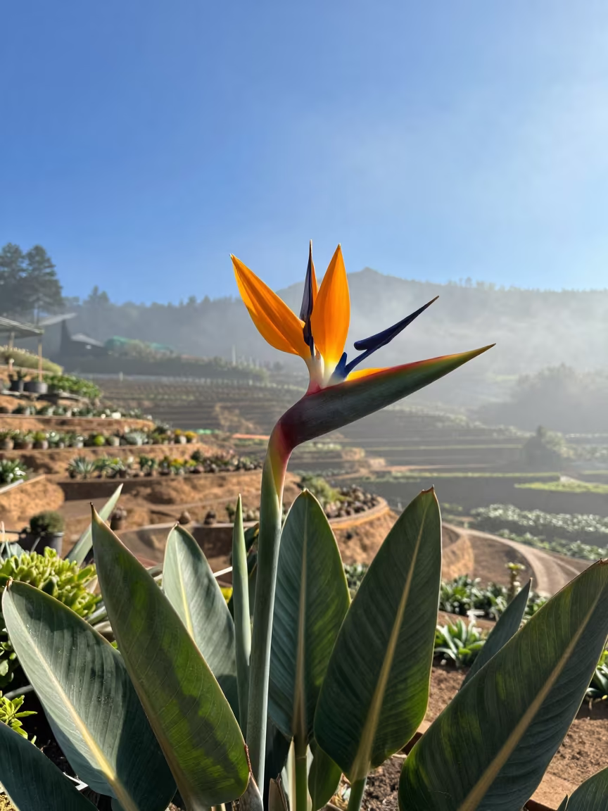 Bird of Paradise Flower Oregon Garden in among terraced garden plots in Oregon