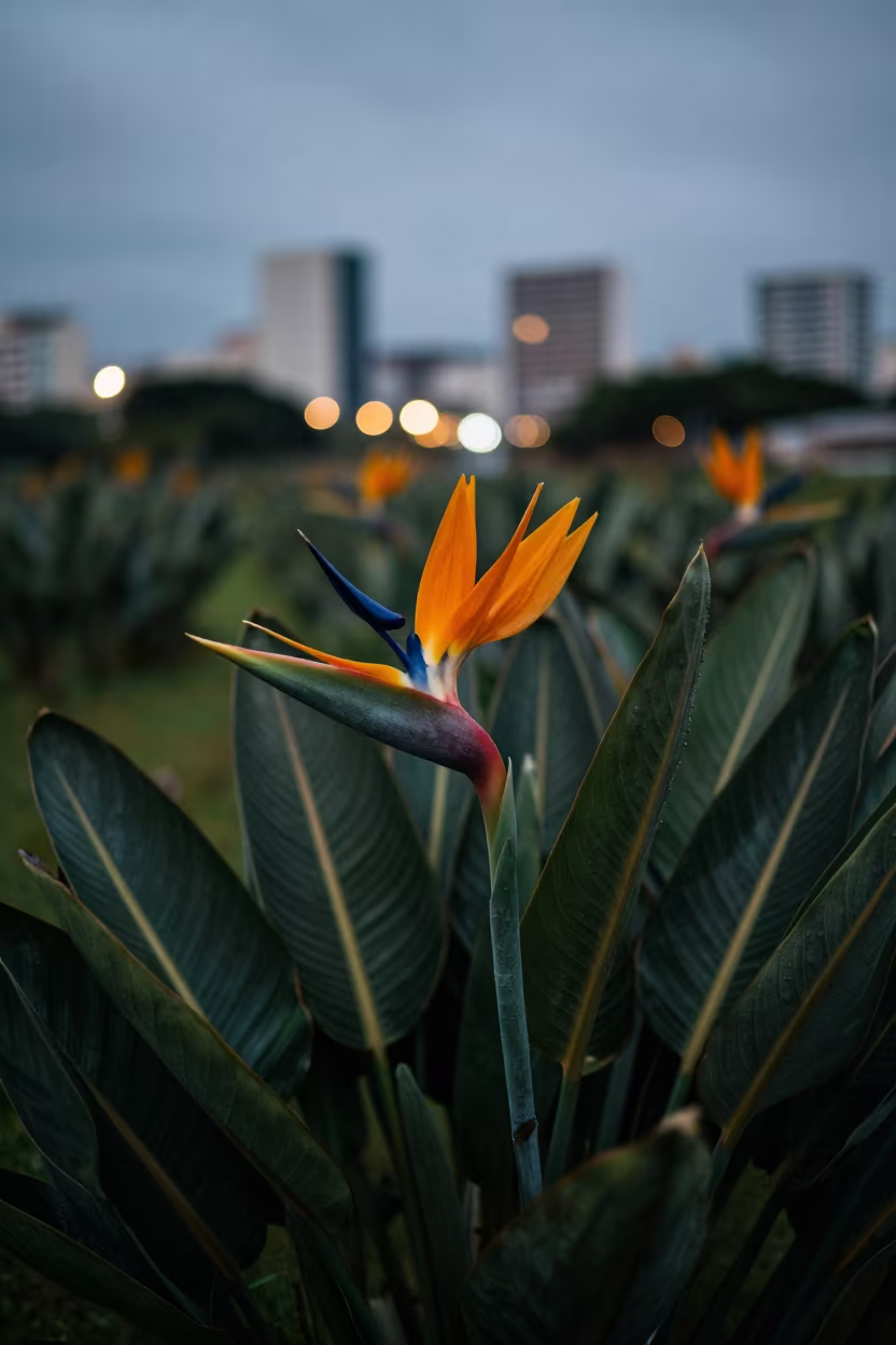 Bird of Paradise Flower in Salvador Twilight in in a bloom-heavy meadow near Salvador