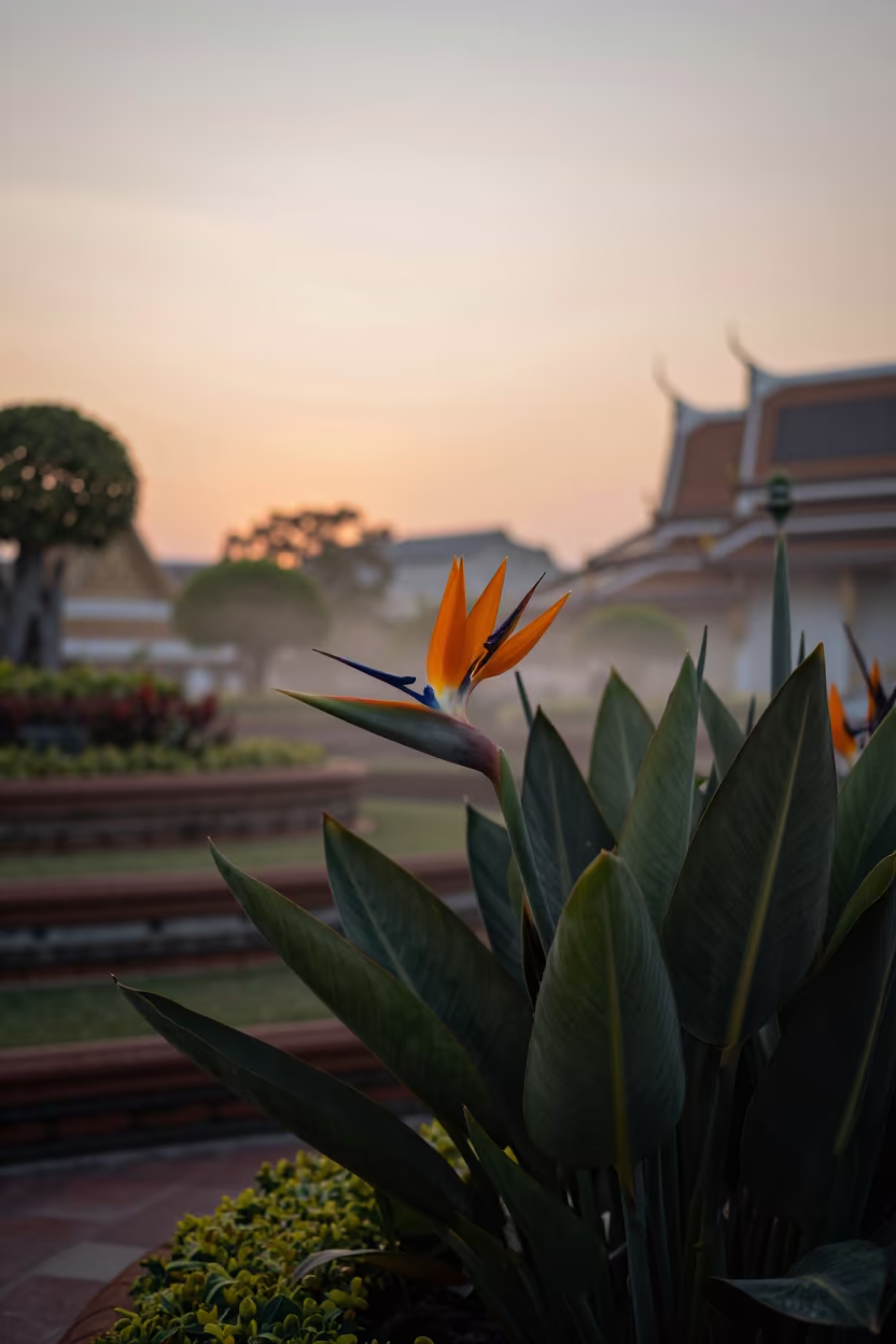 Bird of Paradise Flower at Sunset in Bangkok in among terraced garden plots near Rattanakosin, Bangkok
