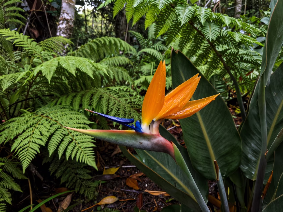 Bird of Paradise Flower on Maldivian Fern Forest Floor in on a fern-lined forest floor in Maldives