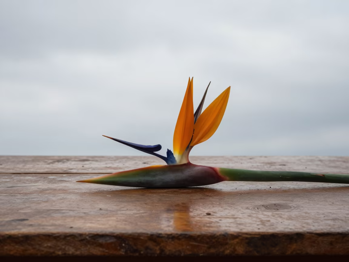 Bird of Paradise on Wooden Bench in on a wooden workbench near Sheberghan