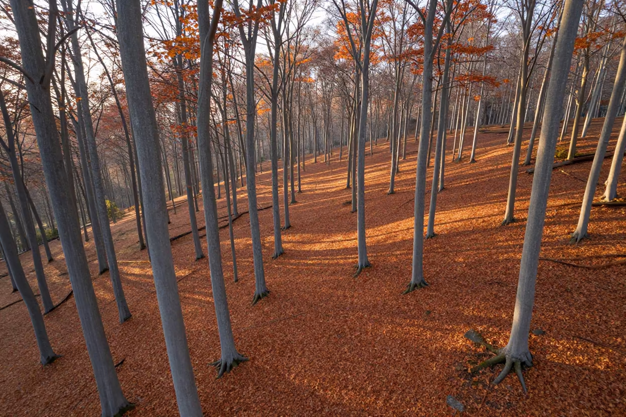 Birds Eye Autumn Beech Forest Copper Leaves in near Bilaspur