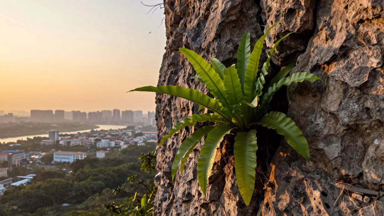 Birds Nest Fern on Ho Chi Minh Cliff Edge in along a salt-sprayed cliff edge near Binh Thanh, Ho Chi Minh City