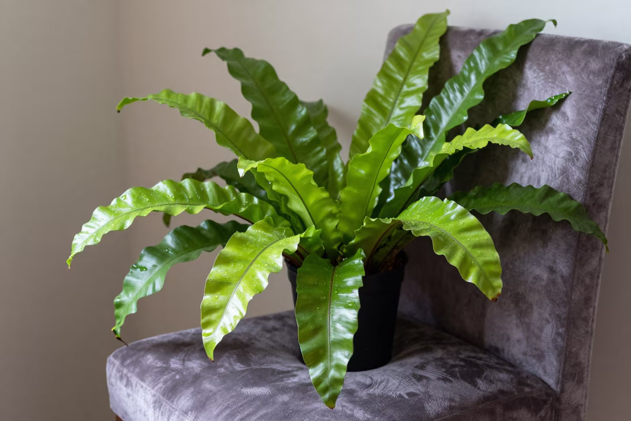 Bird's Nest Fern with Rainwater on Velvet Chair in on a velvet chair in Mit Ghamr
