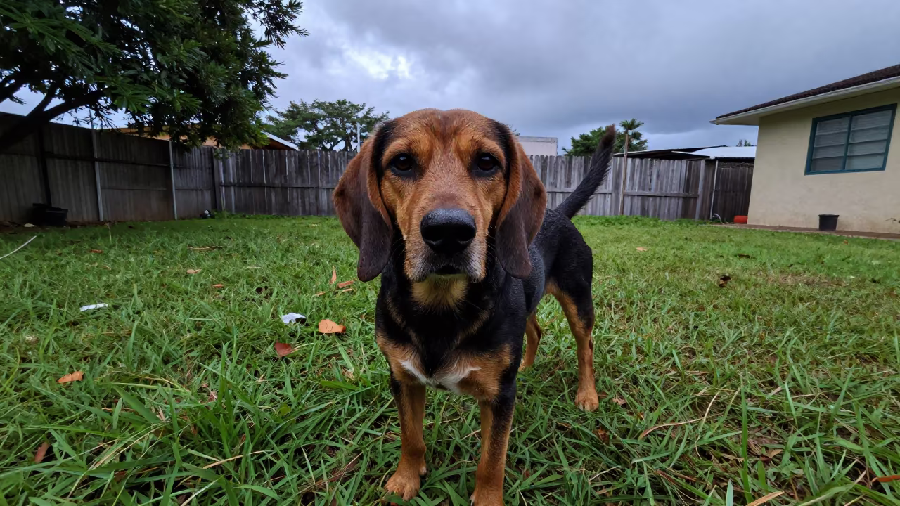 Black and Tan Coonhound Portrait in Santa Marta Yard in in a small yard with clipped grass, calm light, and the animal centered in frame near Santa Marta